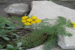 Tanacetum dolichophyllum